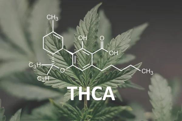 What to Know Before Buying THCA in Austin